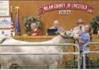 This year’s grand champion steer raised by Landree Leifeste sold for $14,500.