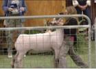 Milam County Junior Livestock Show