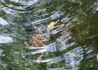 Milam Co - Tristan Martinez’s Frog in Water - Photography 1st Place