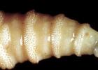 Screwworms Arrive in Texas