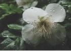Luke Holcombe’s first prize winning photo featuring a flower at the Royal Palace in Edinburgh, Scotland. Photo Courtesy of Luke Holcombe