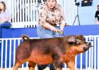Thorndale FFA Success at State Fair