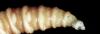 Screwworms Arrive in Texas