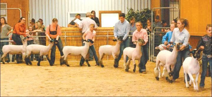 Youth exhibitors show their lambs during the 2019 Milam County Junior Livestock Show on Friday in Cameron. Hundreds of youth from across the county participated in the annual event. Complete results including photos of Gran
